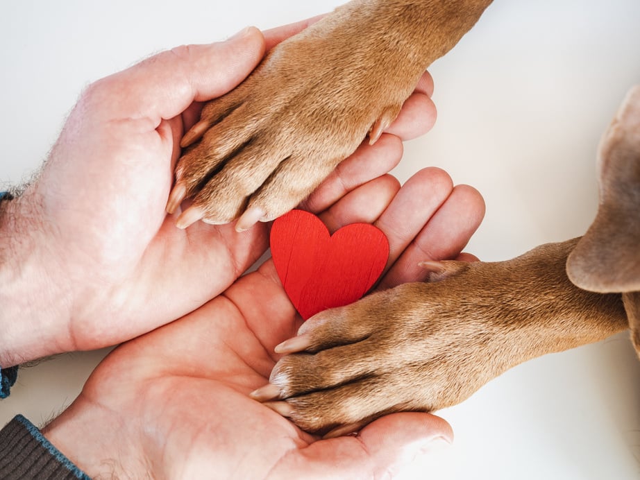 Male hands holding dog paws. Close-up, indoor